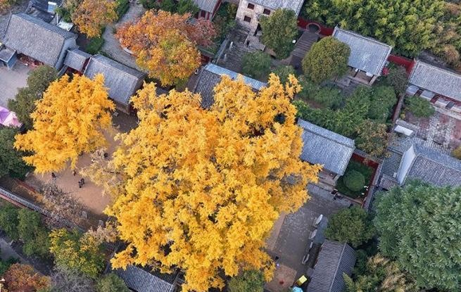 山东莒县：千年银杏树进入最佳观赏期
