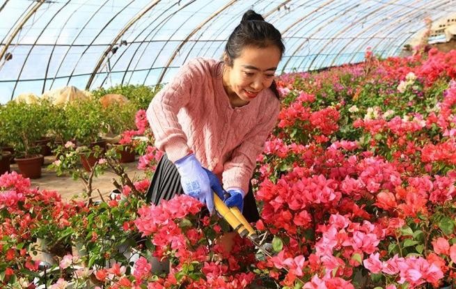 甘肃嘉峪关：鲜花产业助农增收