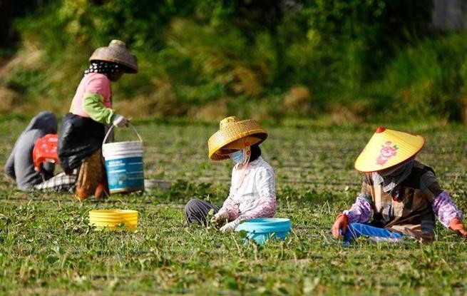 海南三亚：立冬农事忙