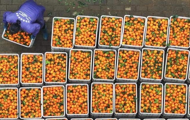 江西泰和：采收砂糖橘