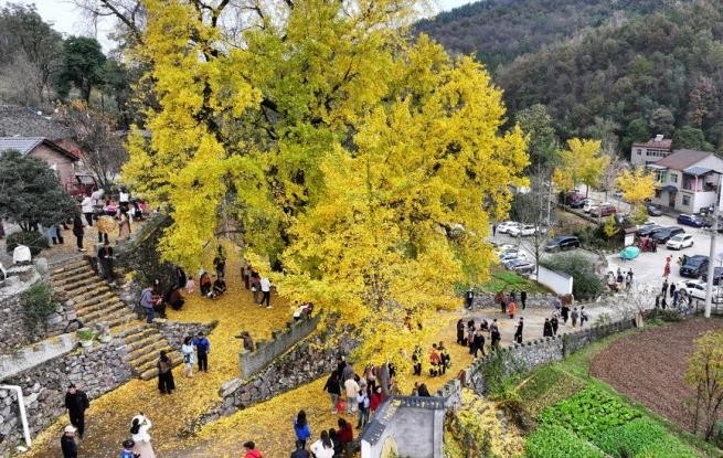 湖北谷城：千年银杏披“金装”