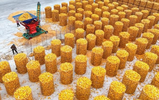 山东滨州：抢收玉米 颗粒归仓