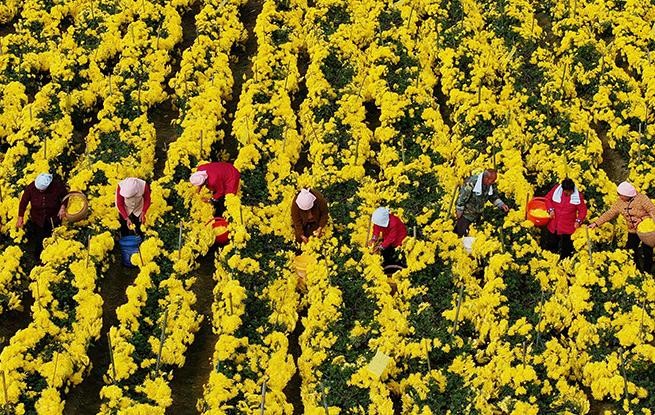 安徽阜南：采收金丝皇菊