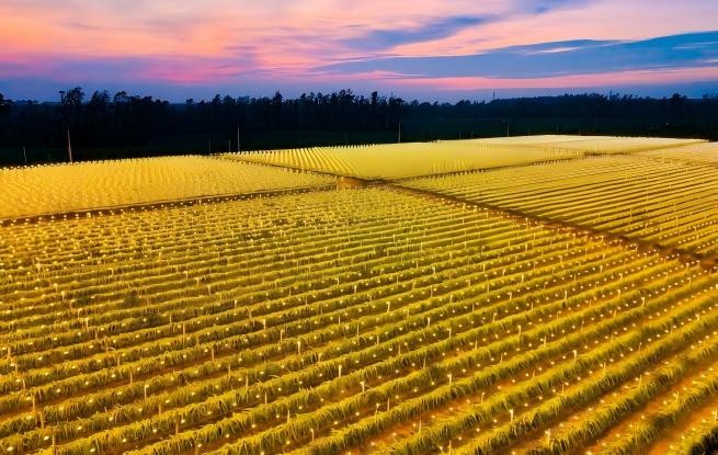 广西合浦：火龙果基地灯光璀璨