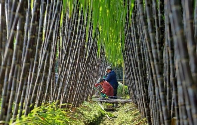 广西柳州：果蔗采收忙