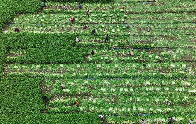 安徽蒙城：抢收芥菜 供应市场