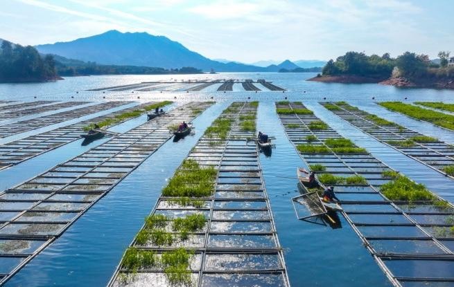 浙江淳安：湖上菜园“整地”忙