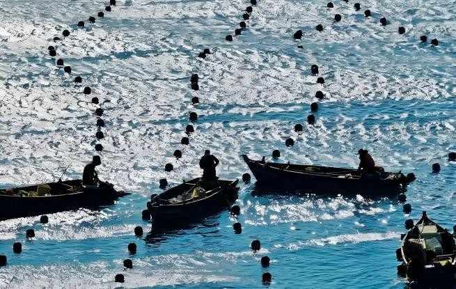 辽宁大连：播种海带苗