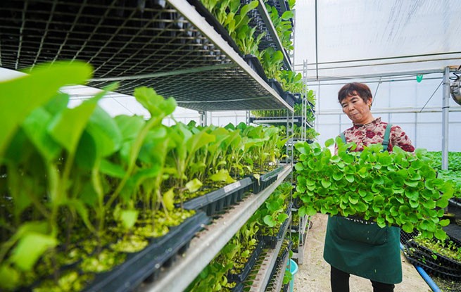 重庆：智慧工厂育苗忙