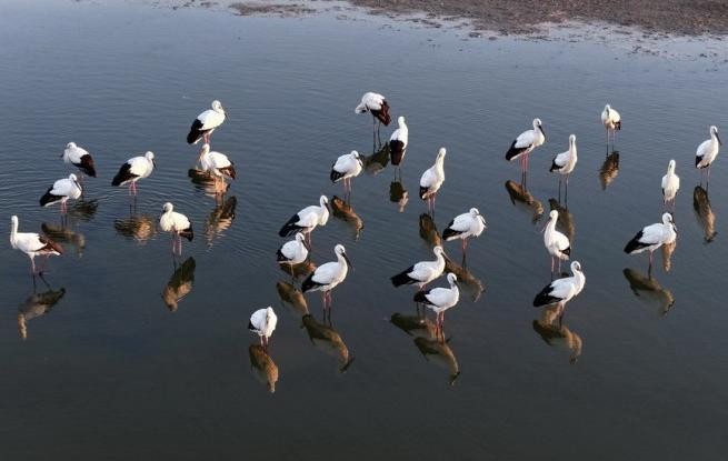 河北丰南：东方白鹳沿海湿地舞蹁跹