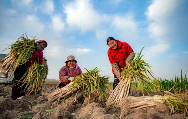 河南宁陵：大葱喜丰收