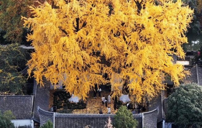 江苏扬州：初冬赏银杏