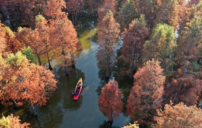 江西南昌：冬日杉景醉游人