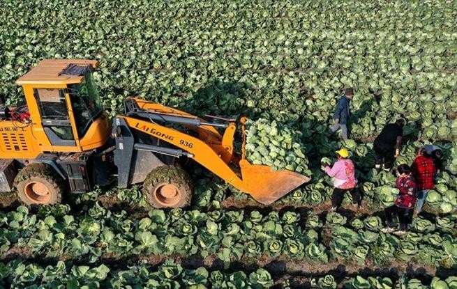 安徽蒙城：采收甘蓝 供应市场