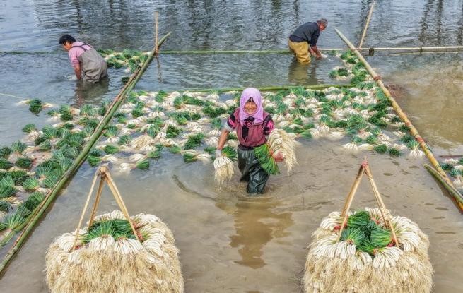 湖南道县：种藠头 促增收