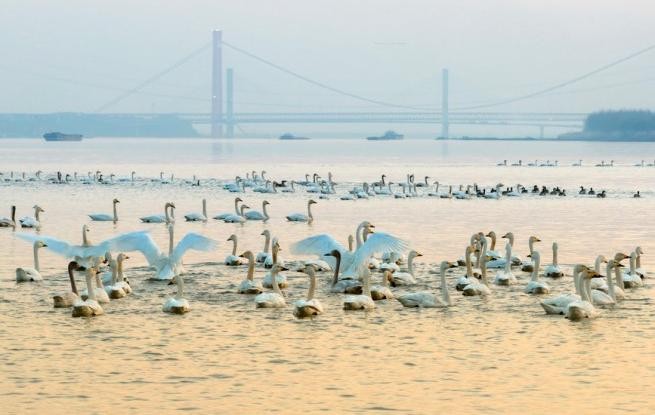 安徽铜陵：生态好 候鸟至