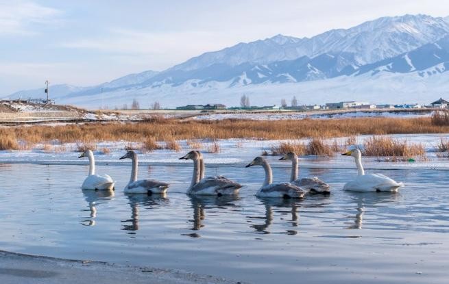 新疆巴里坤：天鹅游弋