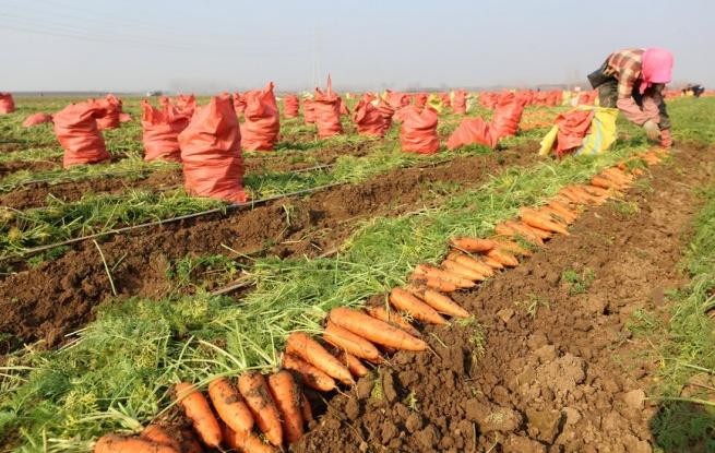 河南鄢陵：胡萝卜喜丰收