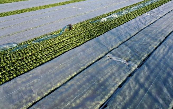 安徽蒙城：冬管蔬菜保供应