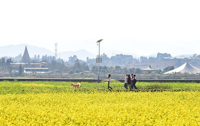 云南罗平：油菜花开