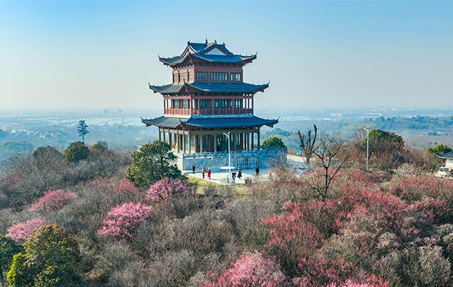 江苏南京：梅花绽放迎客来