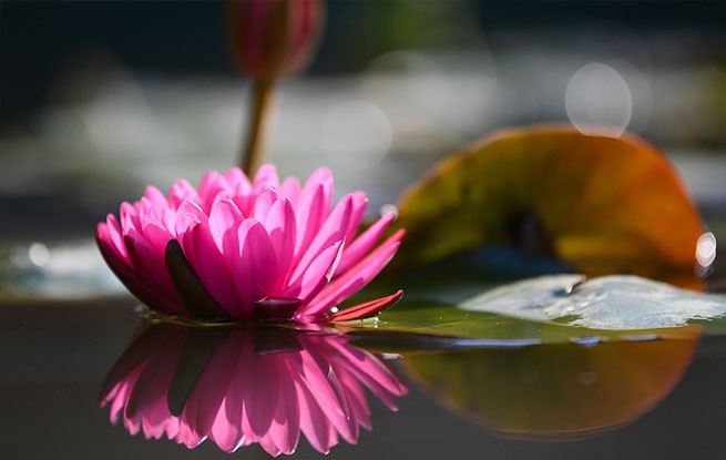 广州云溪植物园打造睡莲家园