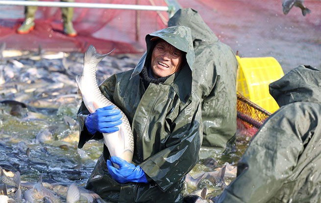 江苏淮安：冬日捕鱼 供应市场