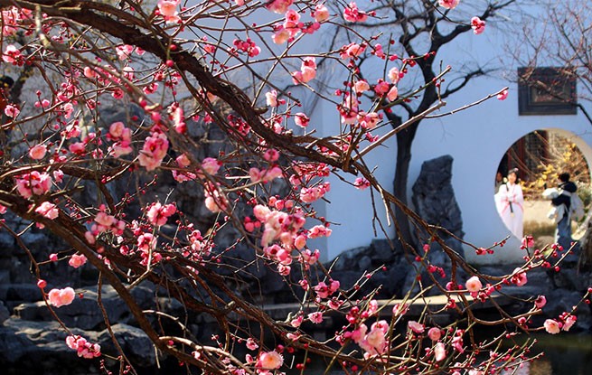 江苏苏州：艺圃梅花竞相绽放