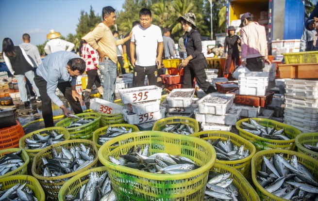 海南琼海：渔港交易忙