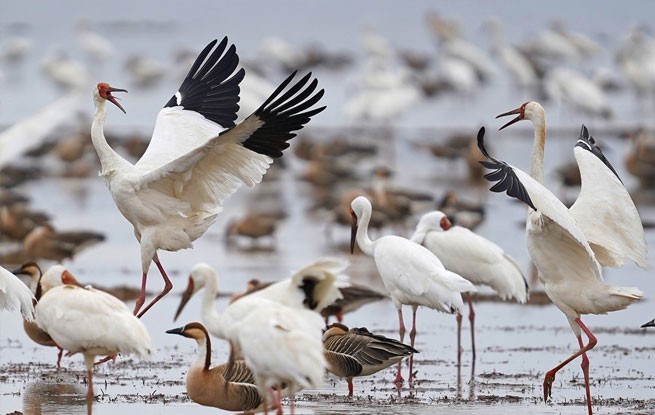 江西上饶：鹤舞白鹤洲