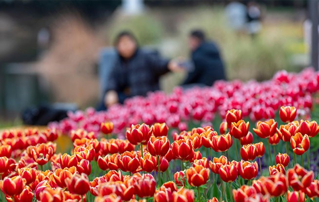 浙江金华：郁金香竞相绽放