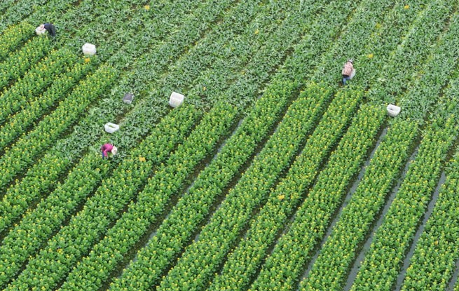 湖南道县：采收蔬菜