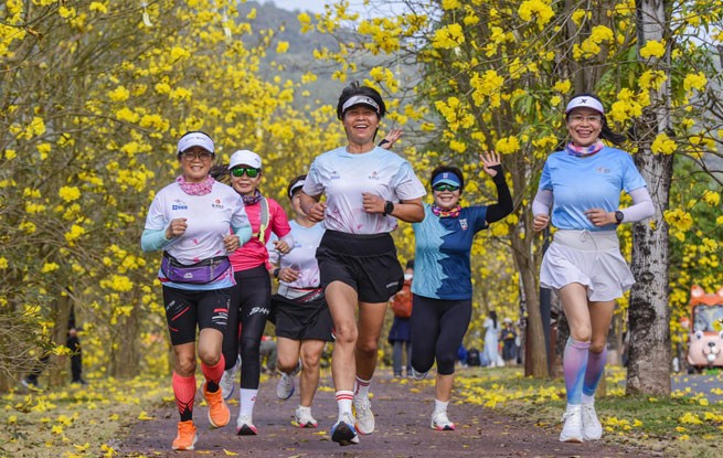 广西南宁：黄花风铃木盛开