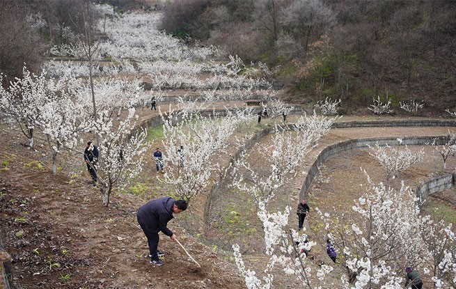 陕西旬阳：春意盎然农事忙