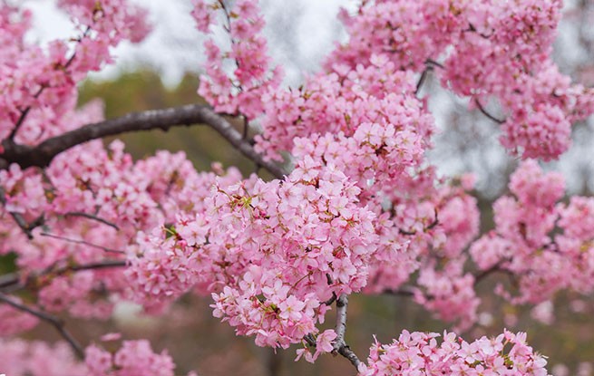上海：顾村公园早樱绽放