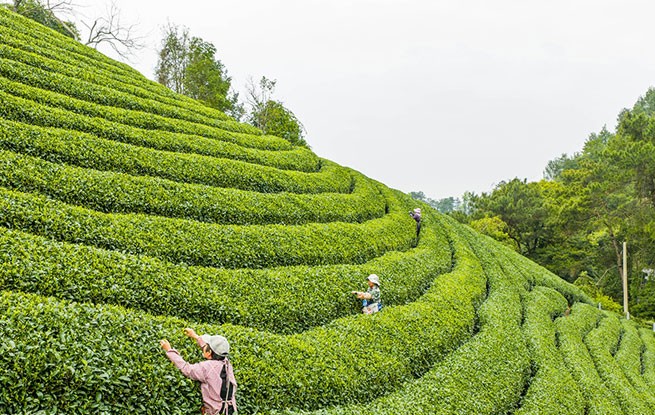 广西昭平：采摘春茶