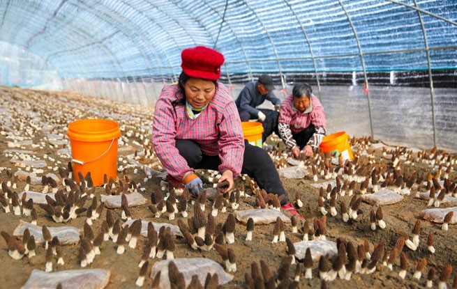 江苏如皋：采摘羊肚菌