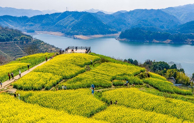 浙江新昌：油菜花开 春意浓