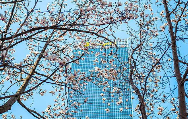 上海：白玉兰迎春绽放