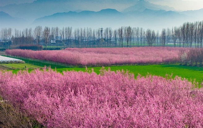 陕西西安：秦岭山下梅花绽放