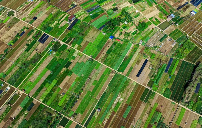 广西梧州：多彩菜畦绘出田园美景