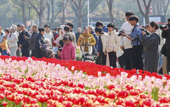 江苏南京：郁金香花开迎客来