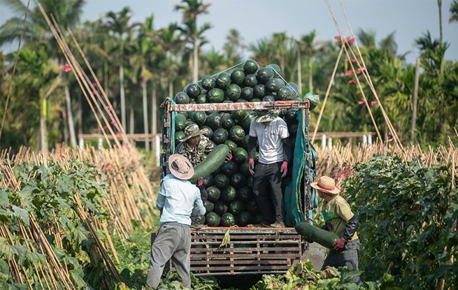 海南琼海：采收冬瓜