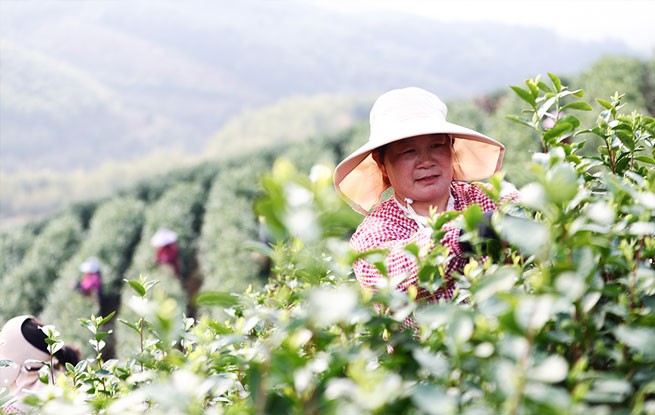 浙江德清：春茶开采