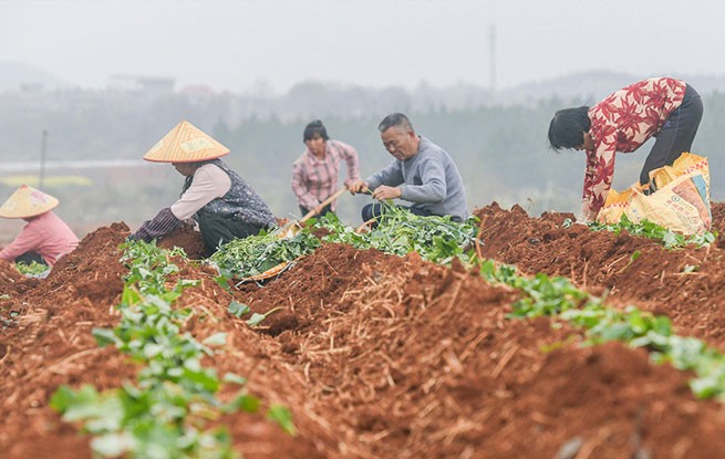 湖南道县：栽种红薯苗