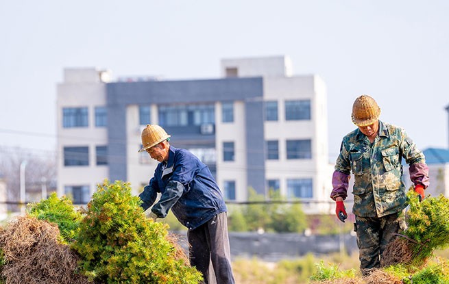 福建松溪：育苗作业忙
