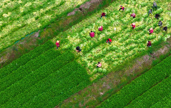 浙江杭州：人勤春来早