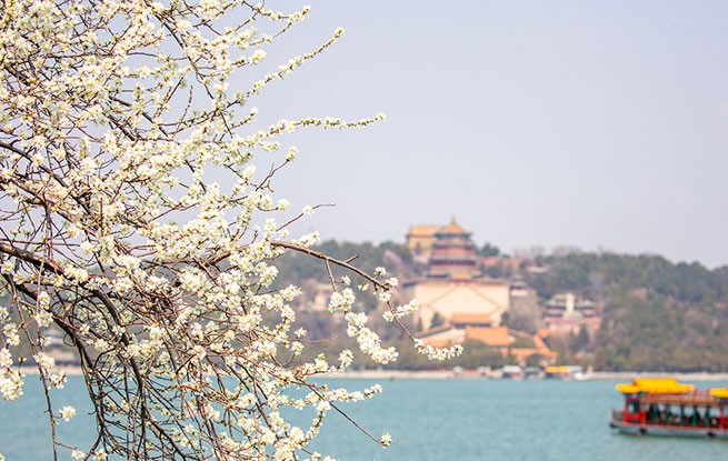 颐和园西堤桃花盛开