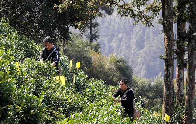 安徽黄山：采摘明前茶 供应市场