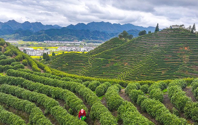浙江淳安：千岛湖白茶开采